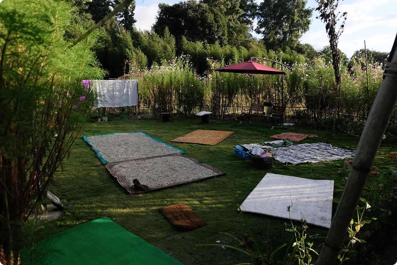 Sunflower seeds drying on mats in my ancestral home's garden in Ziro, with a red umbrella and flowering bushes behind